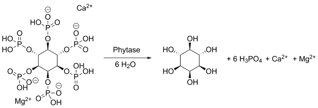 Conversion of phytin to myo-inositol via phytase during acid rest.